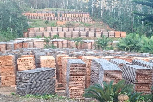 eucalipto-para-estofados