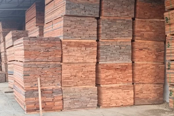 eucalipto-seco-em-estufa